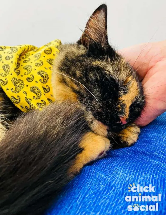 Gato ra a SRD-ViraLata idade 7 a 11 meses nome Chanel