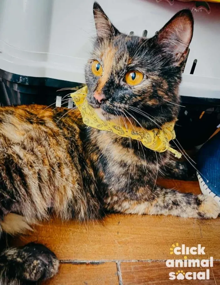 Gato ra a SRD-ViraLata idade 7 a 11 meses nome Chanel