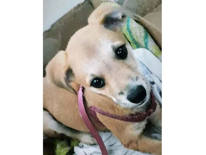 Cachorro ra a Labrador com   spitz idade 2 a 6 meses nome Amora