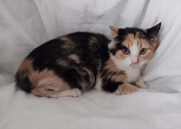 Gato ra a SRD idade 2 a 6 meses nome Anabella