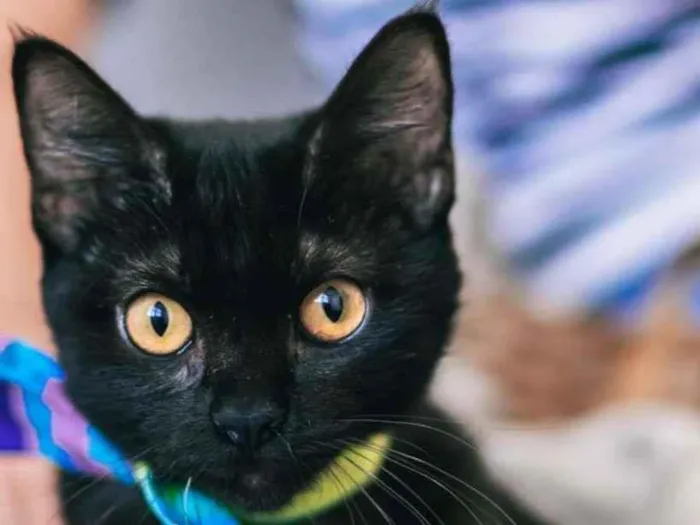 Gato ra a SRD-ViraLata idade 7 a 11 meses nome Tandara
