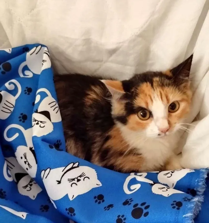 Gato ra a SRD idade 2 a 6 meses nome Anabella