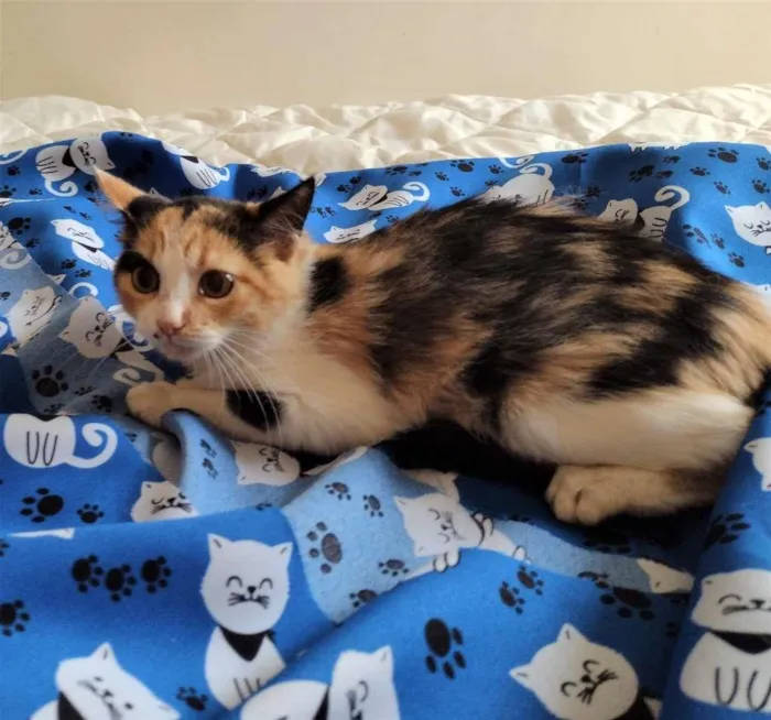Gato ra a SRD idade 2 a 6 meses nome Anabella