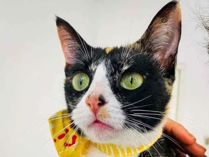 Gato ra a SRD-ViraLata idade 7 a 11 meses nome Kiara