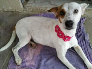 Cachorro raça SRD idade 2 anos nome Algema