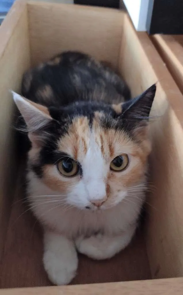Gato ra a SRD idade 2 a 6 meses nome Anabella