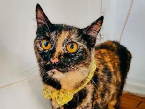Gato raça SRD-ViraLata idade 7 a 11 meses nome Chanel