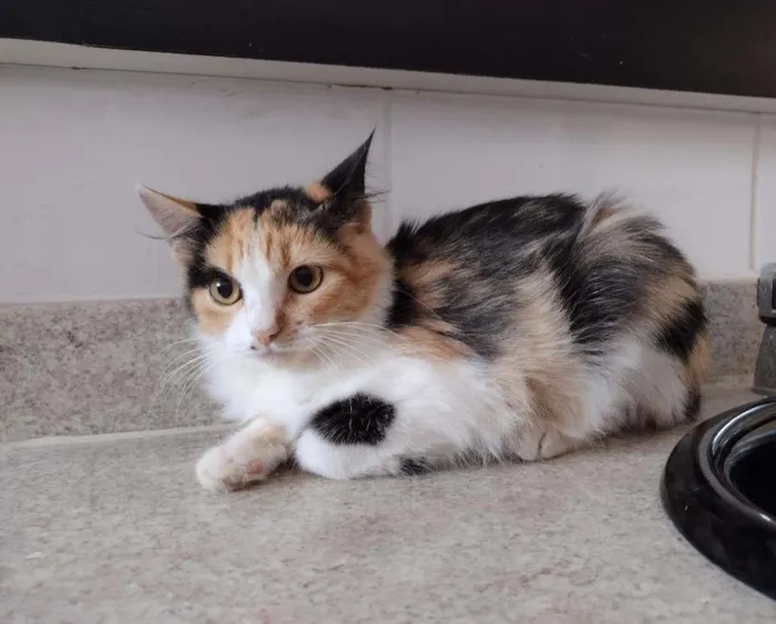 Gato ra a SRD idade 2 a 6 meses nome Anabella