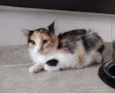 Anabella
