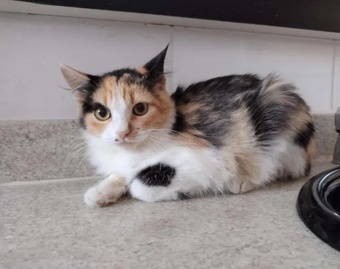 Gato ra a SRD idade 2 a 6 meses nome Anabella