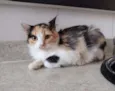 Anabella