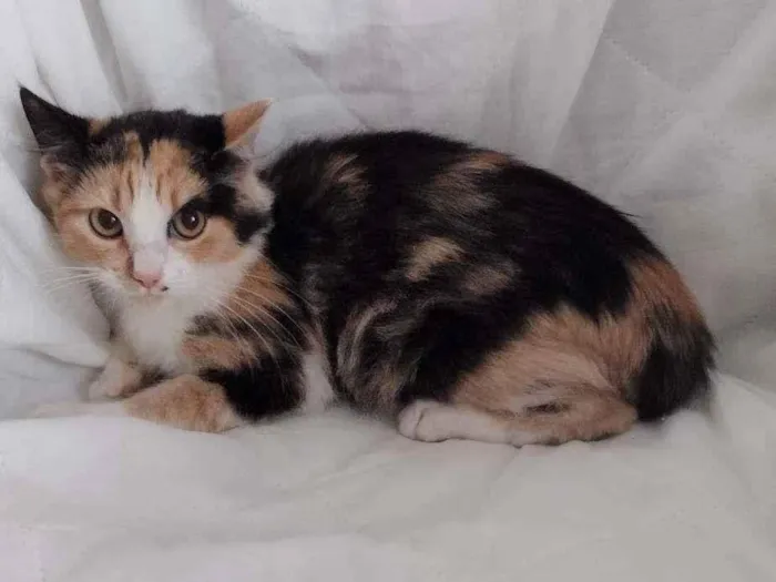 Gato ra a SRD idade 2 a 6 meses nome Anabella