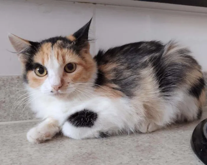 Gato ra a SRD idade 2 a 6 meses nome Anabella