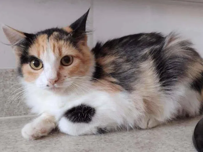 Gato ra a SRD idade 2 a 6 meses nome Anabella