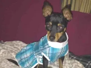 Cachorro raça Pinscher idade 2 anos nome Jaya