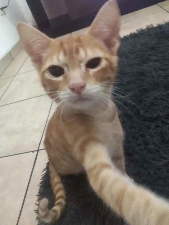 Gato ra a Não sei  idade 2 a 6 meses nome Jhonny