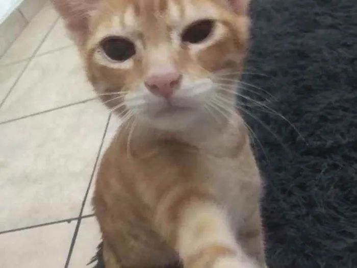 Gato ra a Não sei  idade 2 a 6 meses nome Jhonny