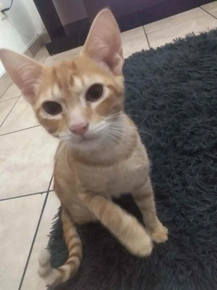 Gato ra a Não sei  idade 2 a 6 meses nome Jhonny