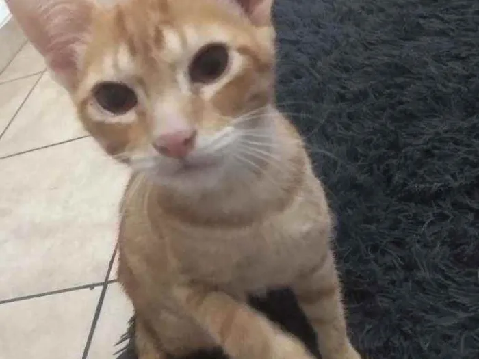 Gato ra a Não sei  idade 2 a 6 meses nome Jhonny