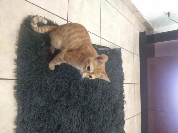 Gato ra a Não sei  idade 2 a 6 meses nome Jhonny