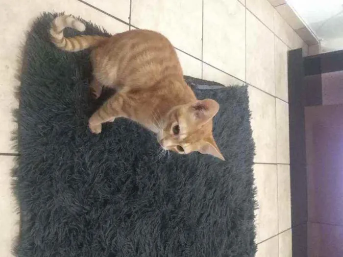 Gato ra a Não sei  idade 2 a 6 meses nome Jhonny