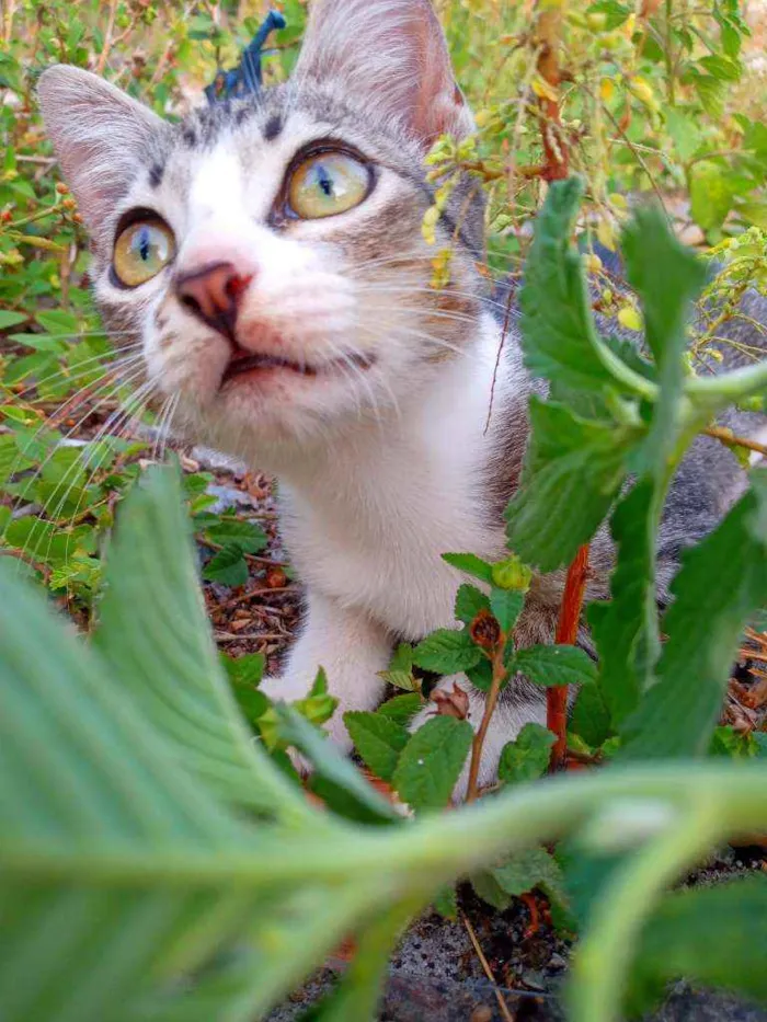 Gato ra a Não tem idade 7 a 11 meses nome Não tem nome