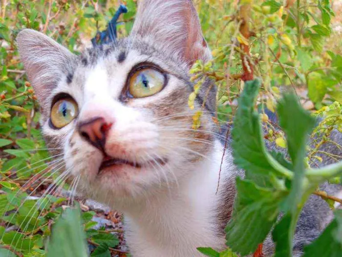 Gato ra a Não tem idade 7 a 11 meses nome Não tem nome