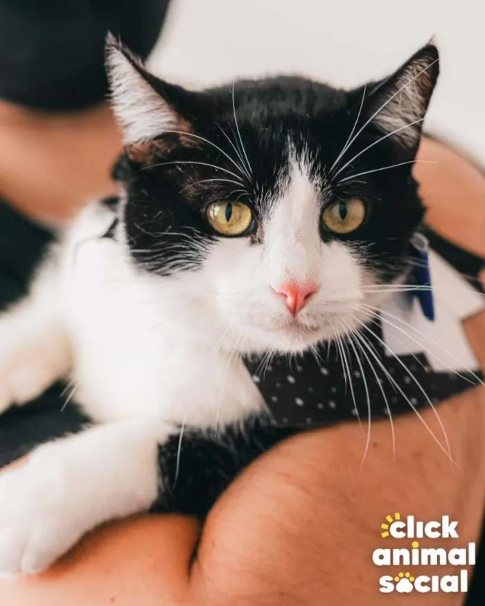 Gato raça SRD-ViraLata idade 3 anos nome Feliz