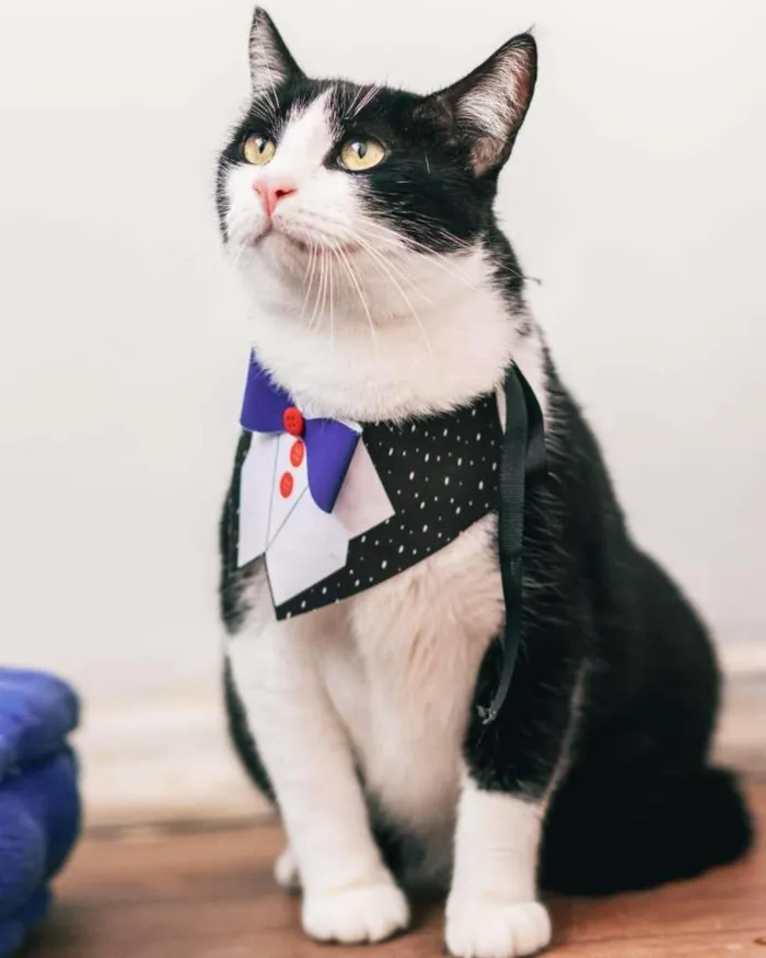 Gato raça SRD-ViraLata idade 3 anos nome Feliz