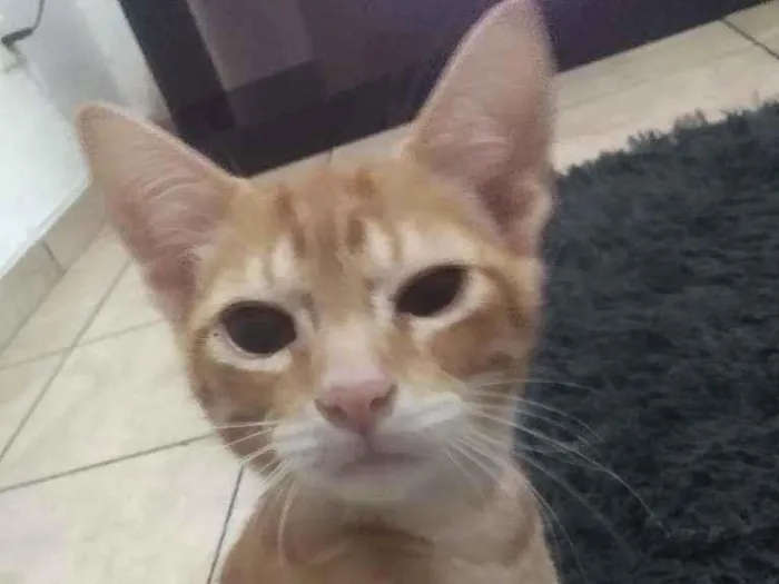 Gato ra a Não sei  idade 2 a 6 meses nome Jhonny