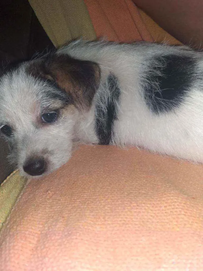 Cachorro ra a Vira lata idade 2 a 6 meses nome Nina