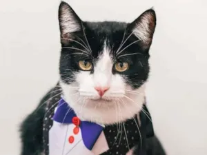 Gato raça SRD-ViraLata idade 3 anos nome Feliz