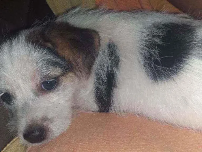 Cachorro ra a Vira lata idade 2 a 6 meses nome Nina