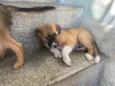 Filhotes para adoção