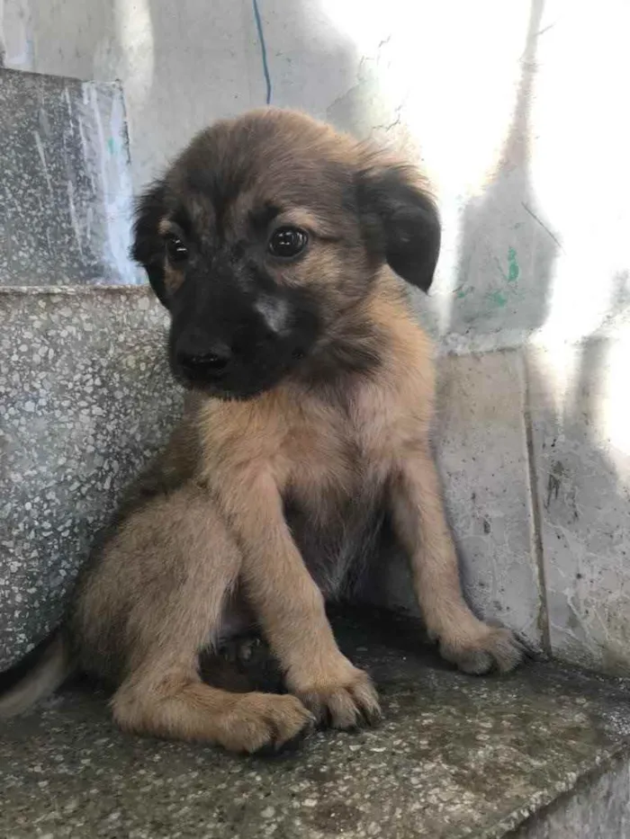 Cachorro raça Sem raça  idade 2 a 6 meses nome Filhotes para adoção