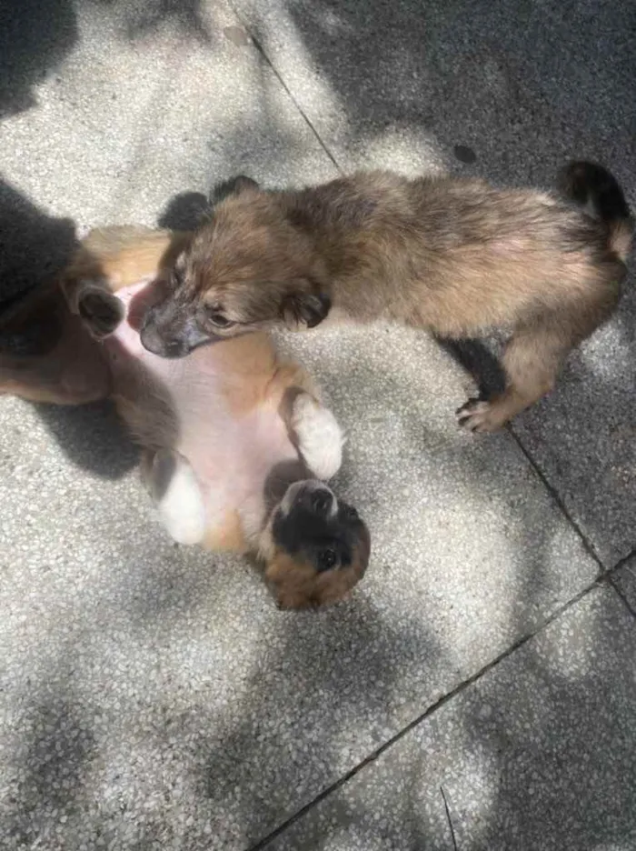 Cachorro raça Sem raça  idade 2 a 6 meses nome Filhotes para adoção