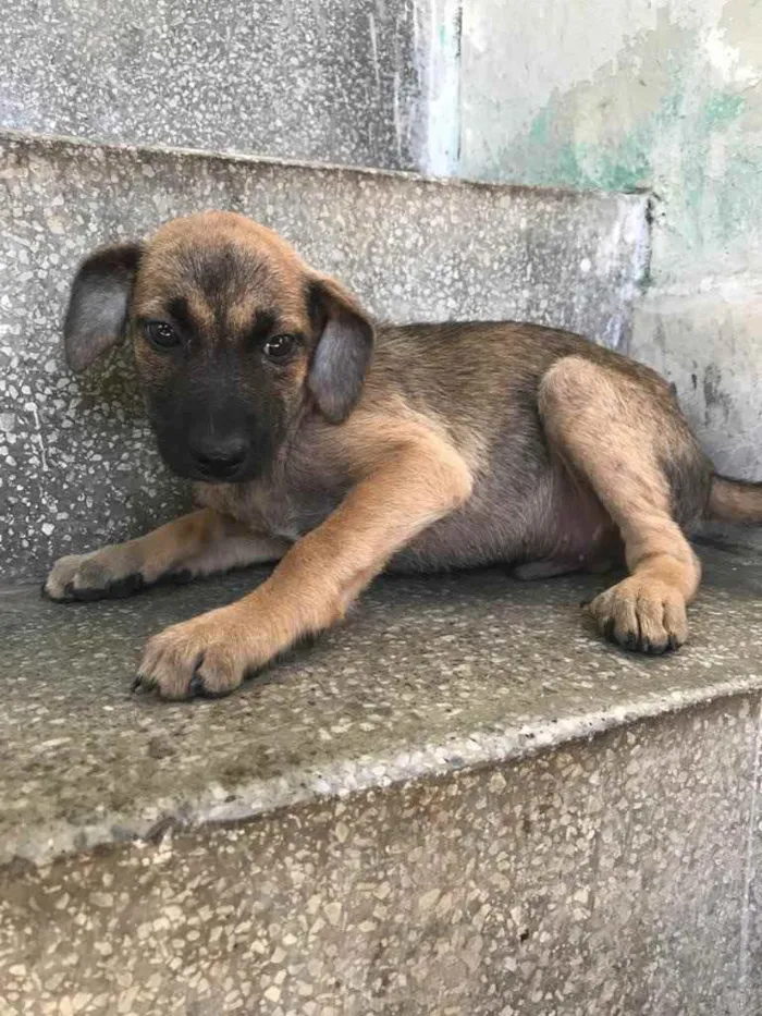Cachorro raça Sem raça  idade 2 a 6 meses nome Filhotes para adoção