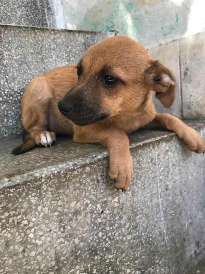 Cachorro raça Sem raça  idade 2 a 6 meses nome Filhotes para adoção