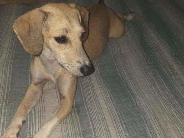 Cachorro ra a Vira lata idade 2 anos nome Pandora