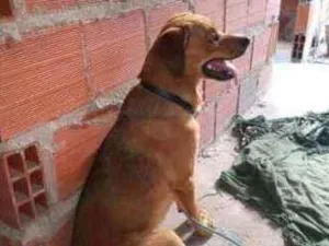 Cachorro raça RND idade 7 a 11 meses nome Rex