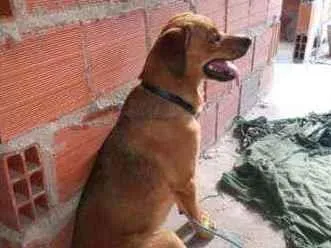 Cachorro ra a RND idade 7 a 11 meses nome Rex