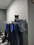 Fifi
