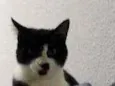 Fifi