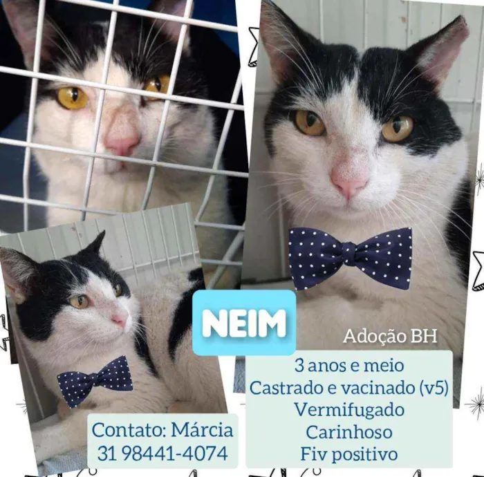 Gato raça Srd idade 3 anos nome Neim
