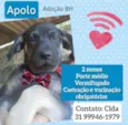 Apolo