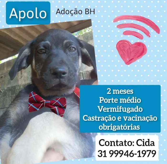 Cachorro raça Srd idade 2 a 6 meses nome Apolo