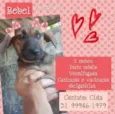 Bebel