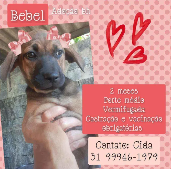 Cachorro raça Srd idade 2 a 6 meses nome Bebel