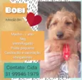Bobi