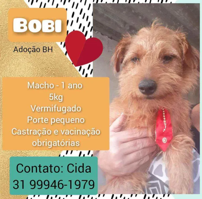 Cachorro raça Srd idade 1 ano nome Bobi